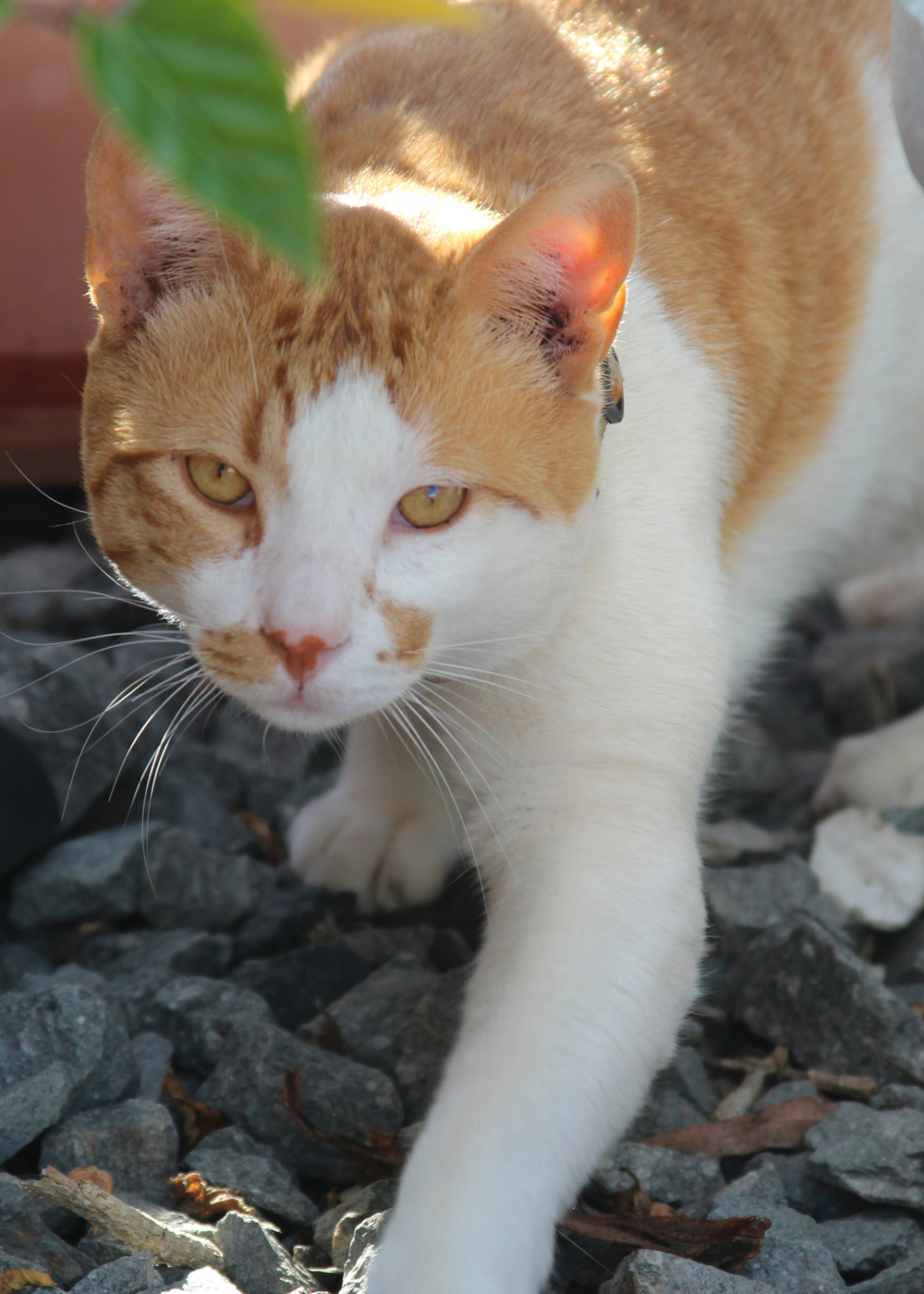 Katze Tierhandlung